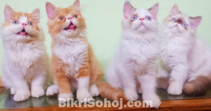 Kitten Bi color Exotic Bloodline male cat